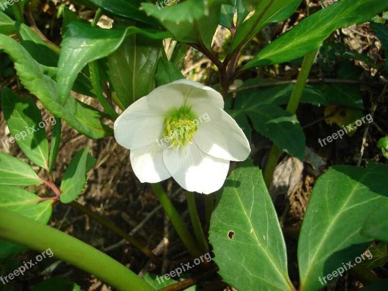 Prato Spring Flower Nature White