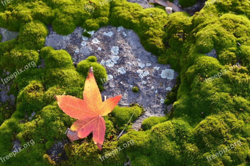 Talahi Moss Green Nature Forest