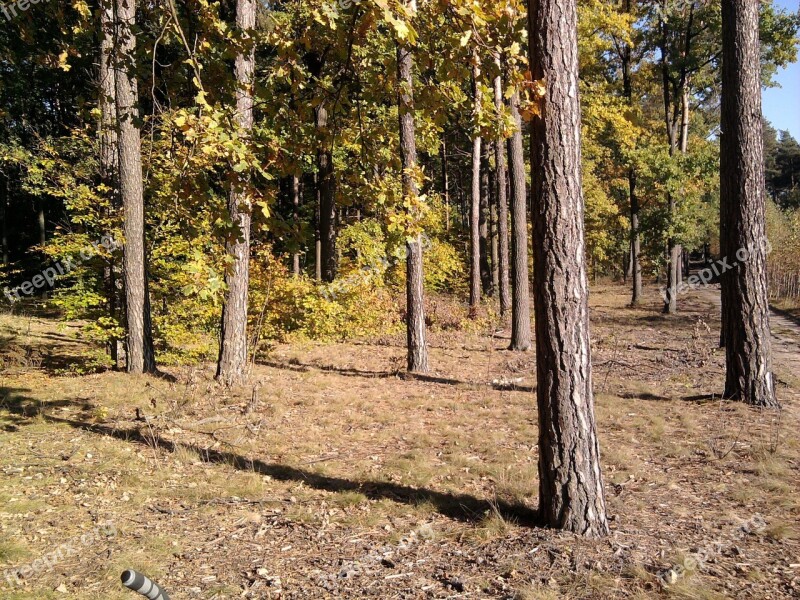 Forest Foliage Leaf Tree Autumn