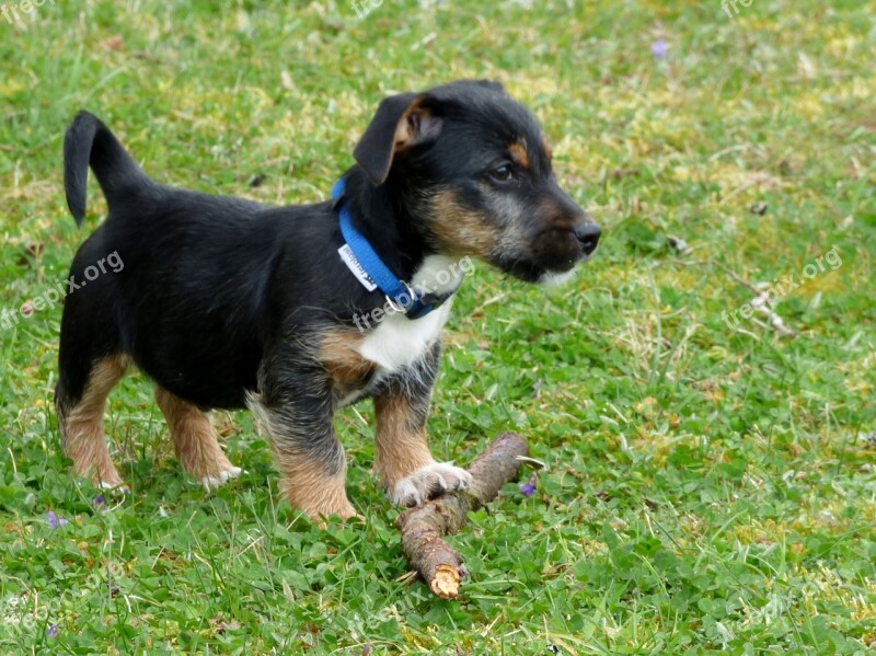 Dog Animals Puppy Jack Russell Garden