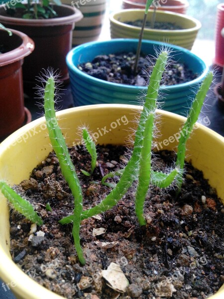 Dragon Fruit Cactus Growing Up Stick Spiny Plants