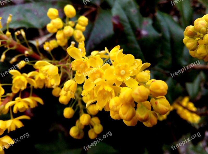 Flower Yellow Macro Spring Nature