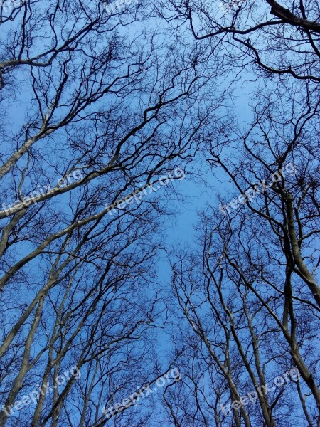 Blue Trees Nature Sky Landscape