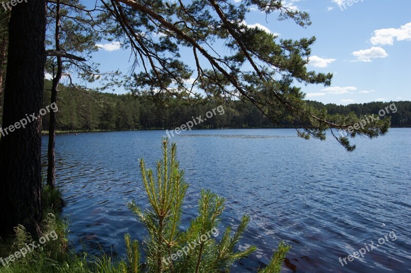 Summer The Siberian Lake Western Siberia Blue Lake In The Pine Forest Russia