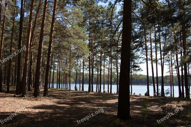 Summer The Siberian Lake Western Siberia Blue Lake In The Pine Forest Sosnovyi Bor