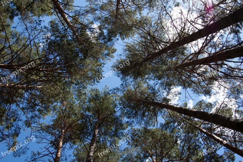 Sosnovyi Bor Pine Forest Bottom View Pine Trees Against The Blue Sky Russia