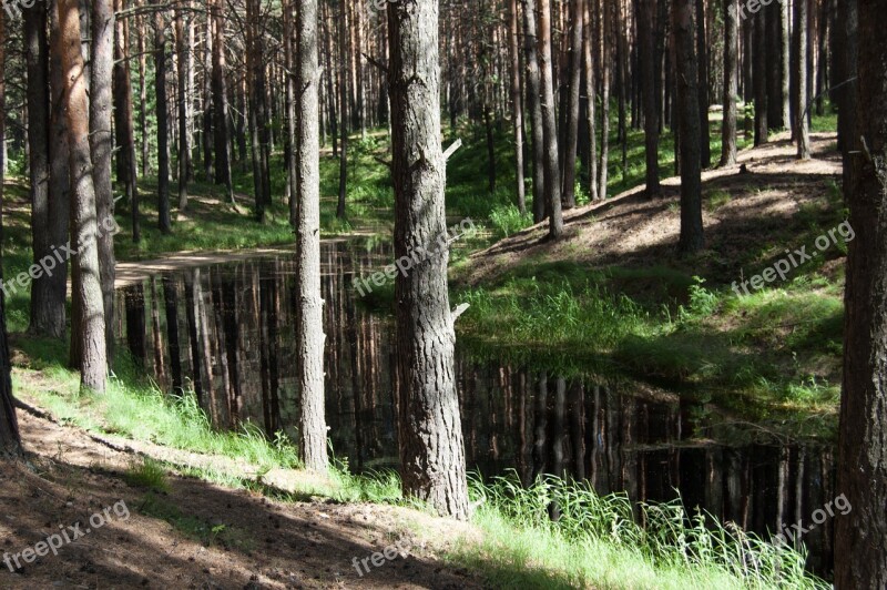 Summer The Siberian Lake Western Siberia Blue Lake In The Pine Forest Russia