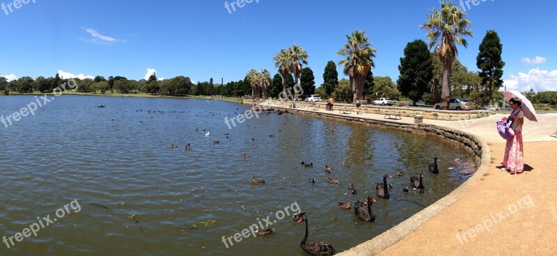 Centennial Park Sydney Black Swan Lake Free Photos