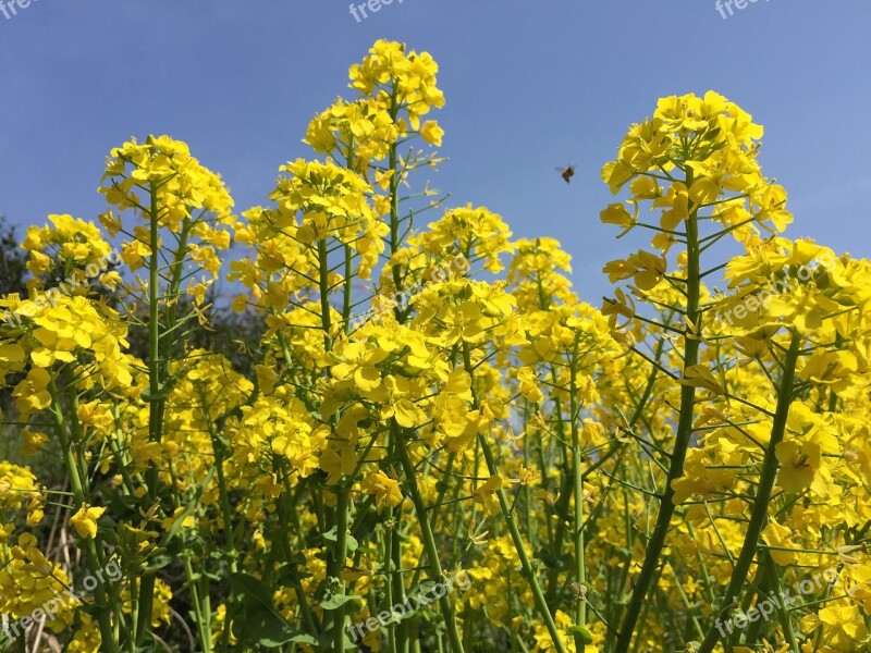 Rape Blossoms Spring Flowers Spring Yellow Free Photos