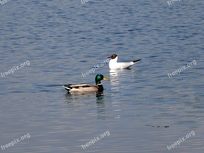 Białobrzegi Vistas Birds Nature Free Photos