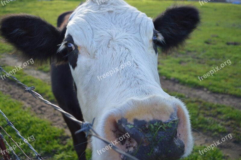 Talahi Cow Nose Black White