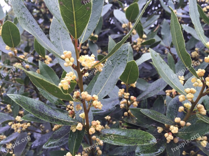 Laurel Flowers Laurier Natural Free Photos