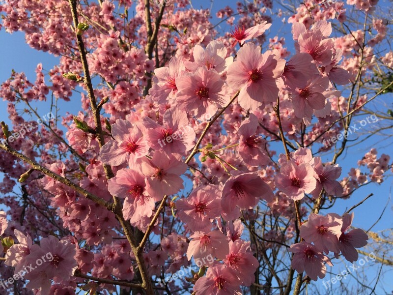 Sunlight Sakura Cherry Blossoms Spring Spring Flowers Spring In Japan