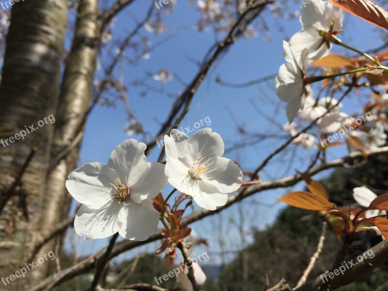 Wild Cherry Cherry Blossoms Spring Flowers Prunus Jamasakura Free Photos