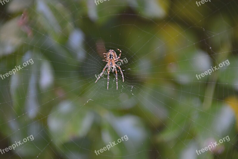 Spider Canvas Nature Insect Free Photos