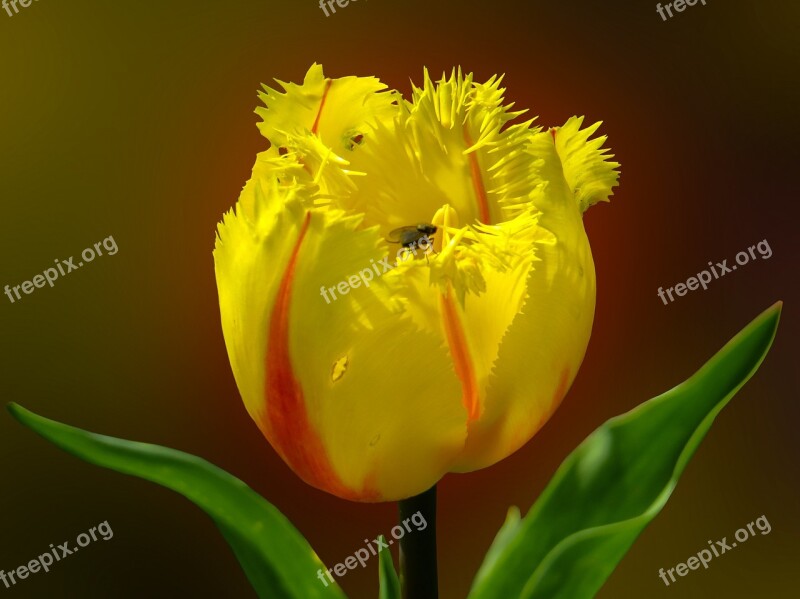 Spring Flower Tulip Blossom Bloom