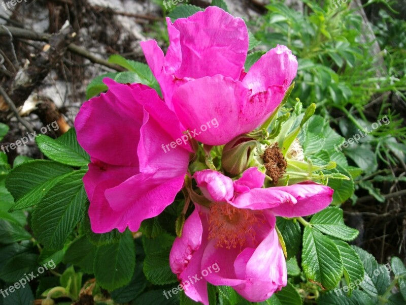 Wild Rose Blossom Bloom Spring Free Photos