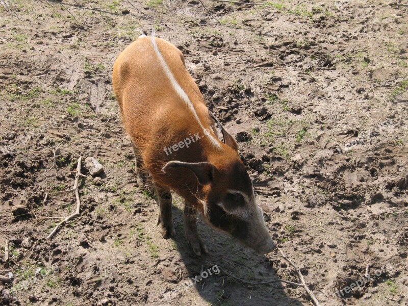 Brush Ear Pig Wild Zoo Nature Animal