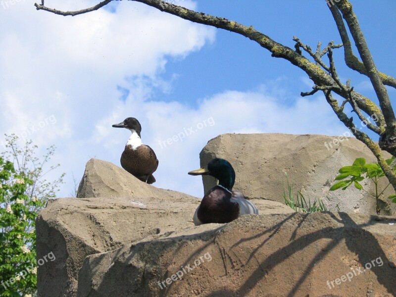 Ducks Nature Rock Water Bird Animal