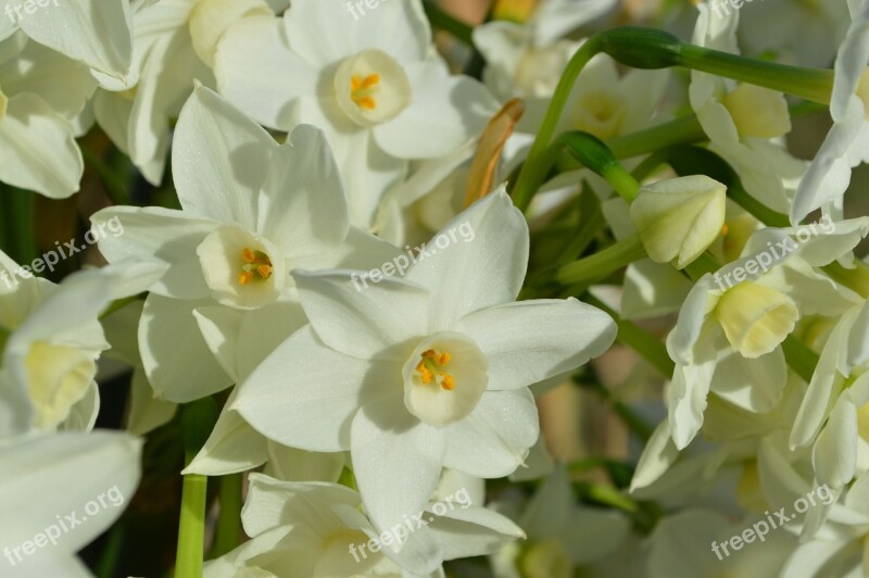 Talahi White Paper White Flowers Spring Time