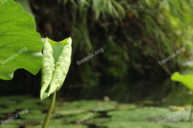 Lotus Leaf Pond Green Free Photos