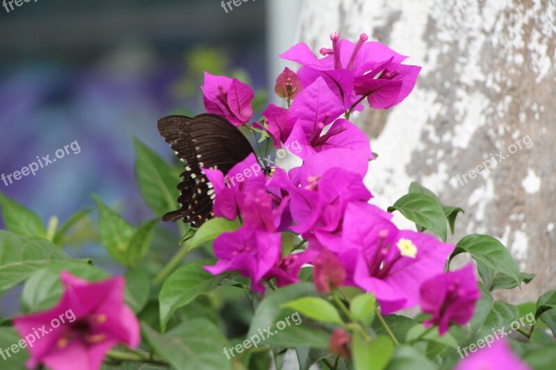 Tags Separated By Commas To Spend Bougainvillea Green Free Photos