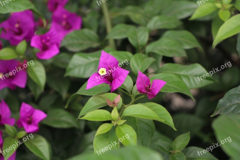 Flower Bougainvillea Green Free Photos