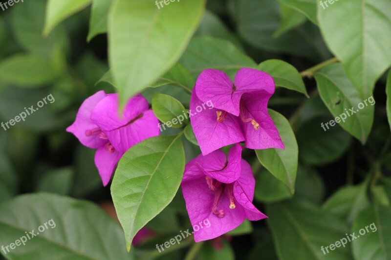 Label With Flowers Bougainvillea Flowering Green Comma Separated Green Free Photos