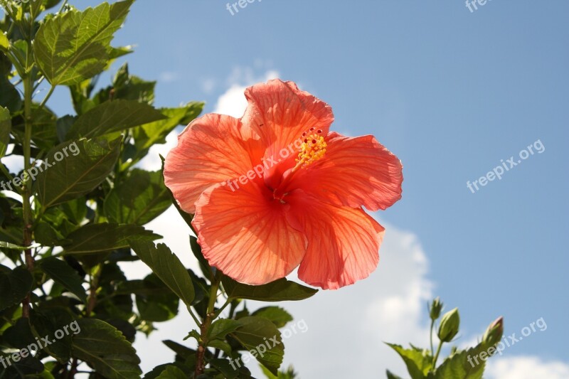 Flower Blue Sky Hibiscus Sunlight Nature