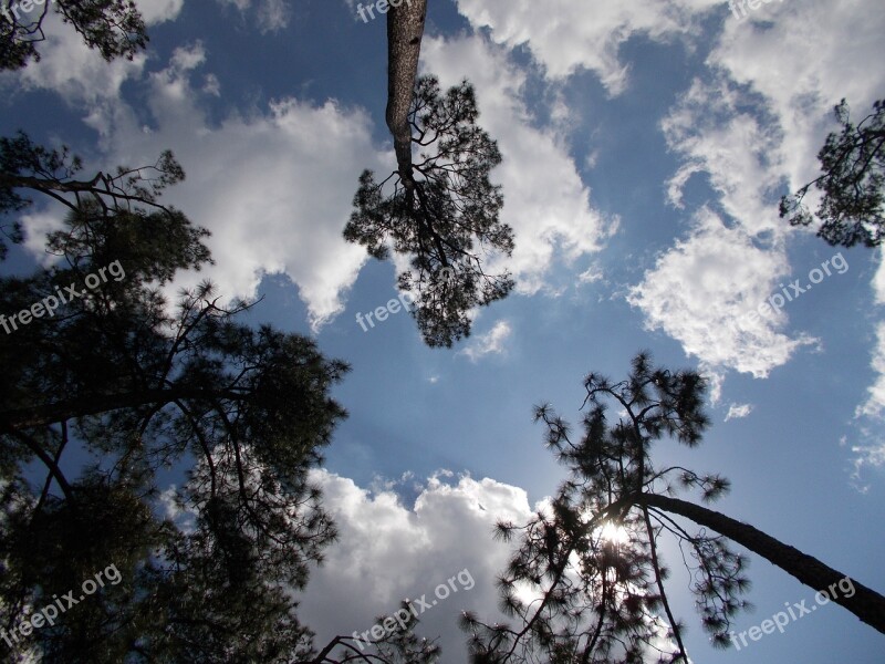 Sky Pine Trees Trees Nature Spruce