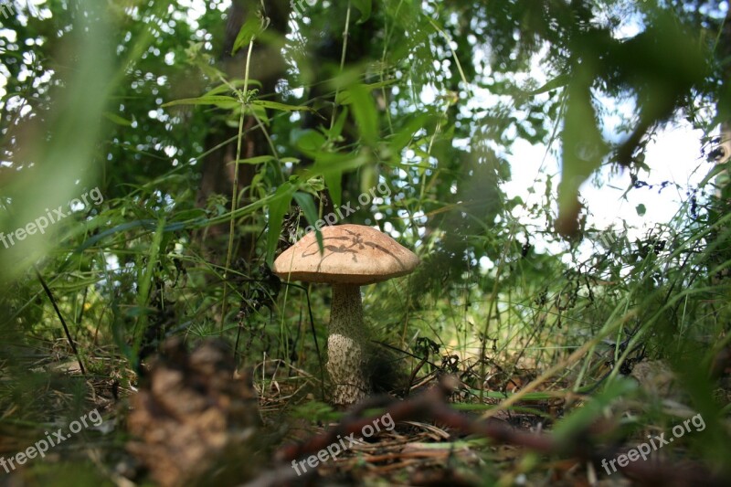 Mushroom Forest Mycelium Rough Boletus Free Photos