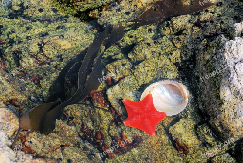 Talahi Sea Star Ocean Sea Star