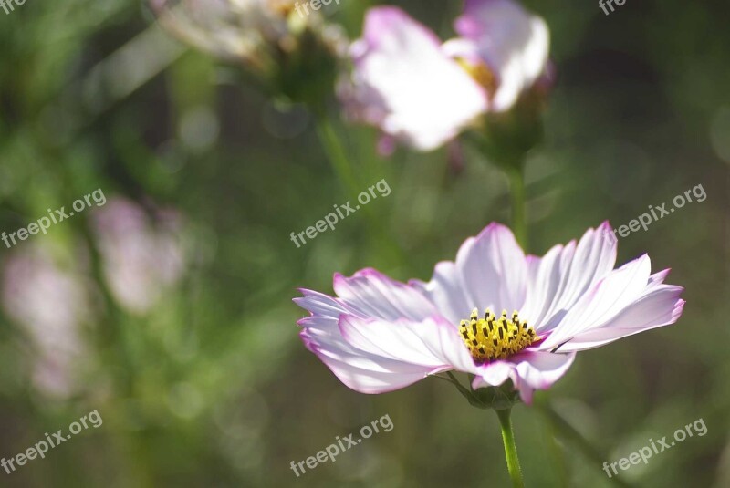 Talahi Background Flower Pinks White