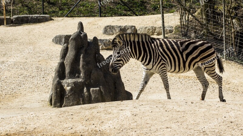 Zebra Animal Horse Zoo Mammal