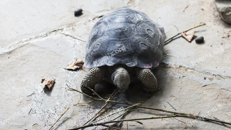 Turtle Tortuga Galápagos Animal Tortoise Shell