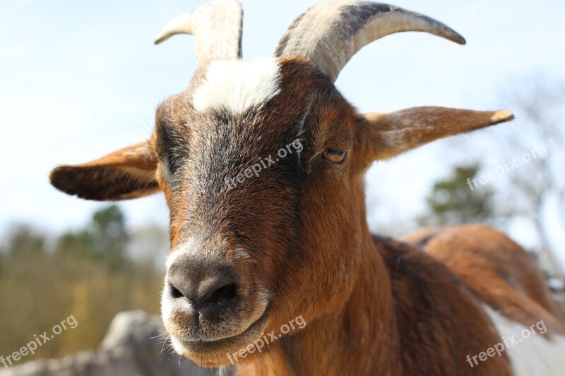 Goat Cattle Close Up Zoo Animal