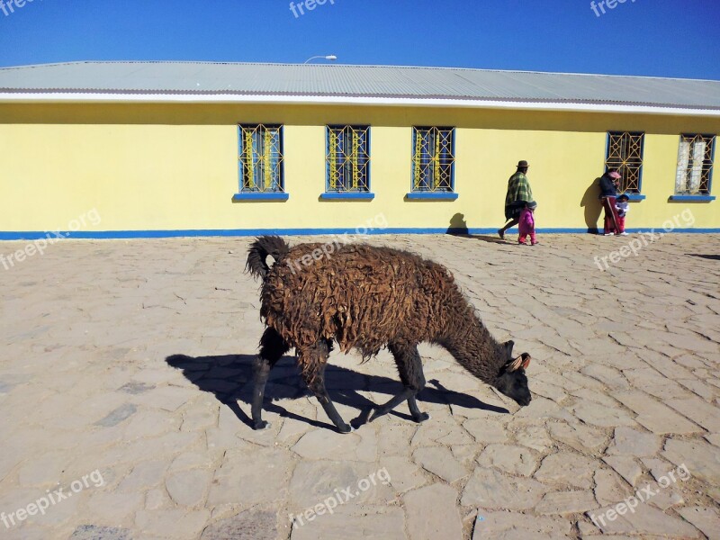 Lama Bolivia Salar De Uyuni Animal City