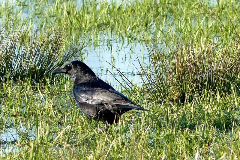 Bird Crow Raven Bird Black Meadow Area