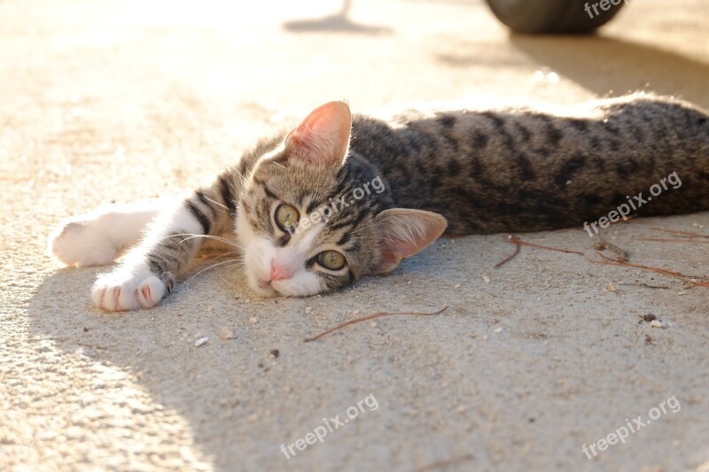 Cat Kitten Malai Portrait Of Cat Animal