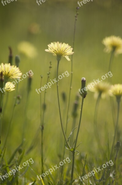 Dandelion False Dandelion Wildflowers Green Yellow