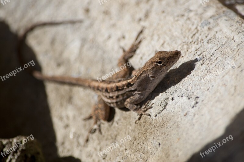 Lizard Reptile Anole Animal Wildlife