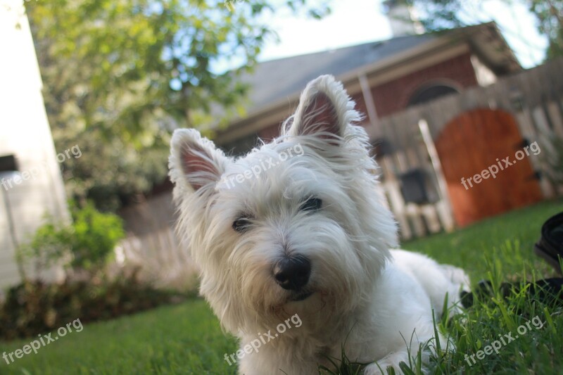 Terrier White Dog Animal Pet