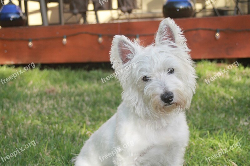 Terrier Animal Pet White Cute