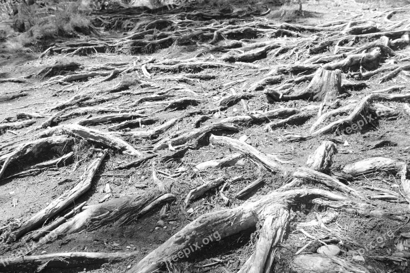 Black And White Root Cold Only Free Photos