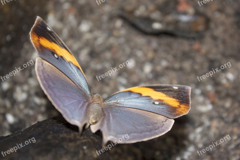 Butterfly Grey Orange Wing Insect