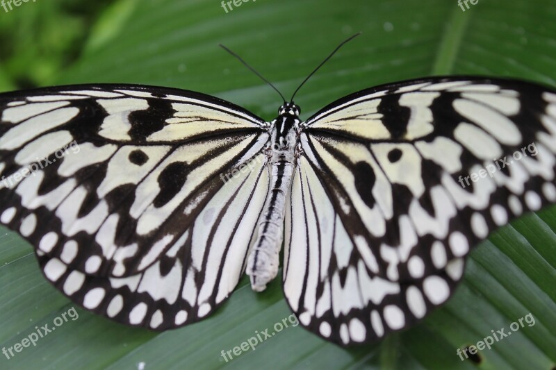 Butterfly White Black Spot Insect