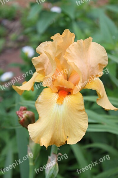 Iris Peach Blossom Spring Petal