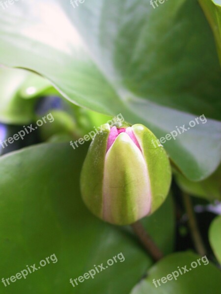 Water Lily Bud Flower Plant