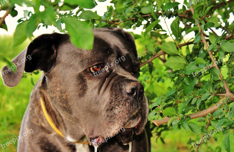 Canine Meditation Dog Summer Dog Eyes Free Photos