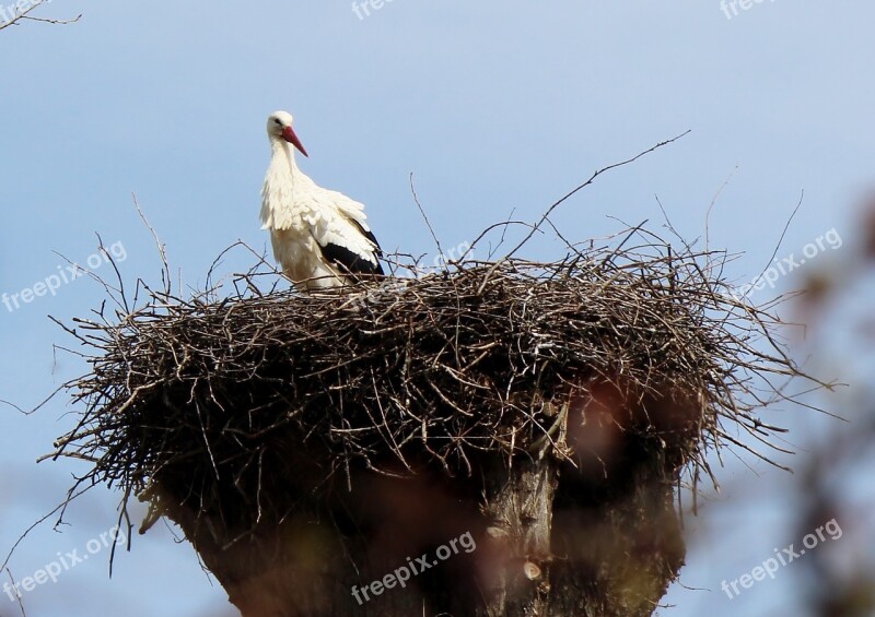 Animals Birds Storchennest Nest Stork